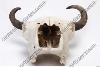 animal skull 0026